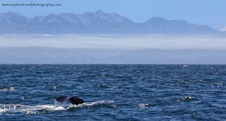 Whale Watching in New Zealand